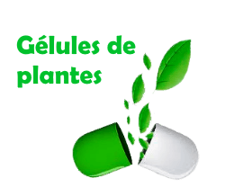 Gélules de plantes médicinales